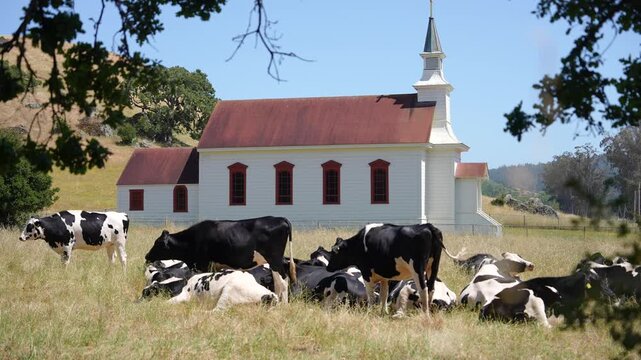Static camera shot of grazing cows near a small rural church in Napa Valley, California. Peaceful countryside landscape featuring rolling green hills, pastoral farmland, and a calm atmosphere