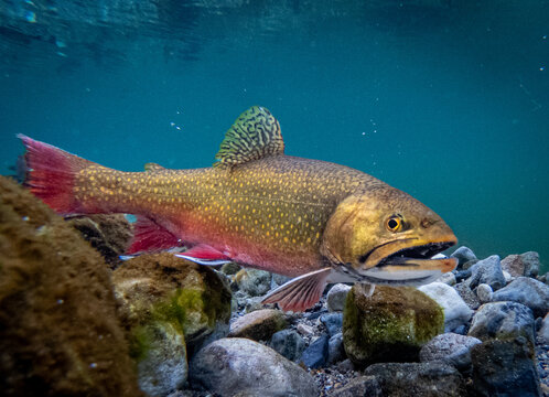 Wild Brook Trout in Spawning Colors Underwater