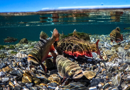 Colorful Wild Brook Trout Gathered in a Clear Mountain Stream