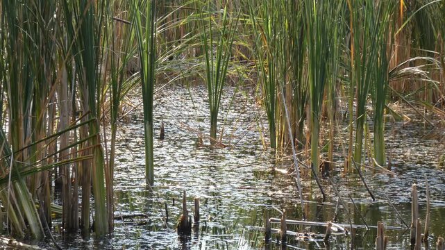 Green cattail reed stems growing in shallow swamp water with bright sun glares. Sunlight, medium shot, glittering atmosphere. Vitality and Natural Energy. Ideal for organic design themes.
