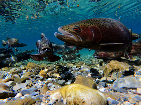 Battle-Scarred Rainbow Trout During Montana Spawning Run