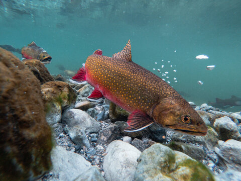 Brilliant Spawning Brook Trout Choosing the Perfect Redd