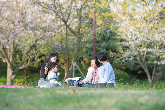 Young couple sits on grass beneath blooming trees. They share a quiet moment, smiling softly at each other. Cherry blossoms drift gently in spring air