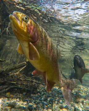 Large Wild Rainbow Trout Beneath the Surface of a Montana Stream