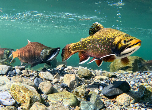 Large Brook Trout Leading Kokanee Salmon Underwater