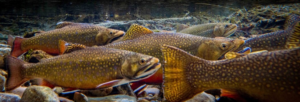 School of Brook Trout Gathering in a Clear Mountain Stream Underwater