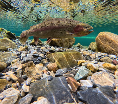 Wild Rainbow Trout Swimming Above River Rocks Underwater