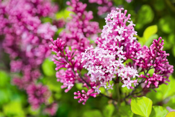 Obraz premium Clusters of blooming purple lilac flowers in garden