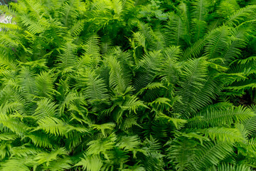 Ferns: Ostrich fern (Matteuccia struthiopteris), seen from above in soft, diffused light. Species that have survived for millions of years, dating back to prehistoric times.  © FotoEston
