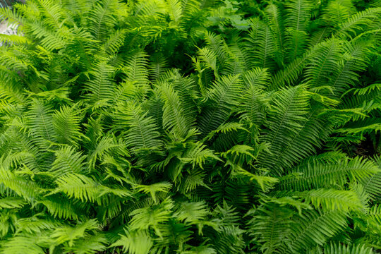 Ferns: Ostrich fern (Matteuccia struthiopteris), seen from above in soft, diffused light. Species that have survived for millions of years, dating back to prehistoric times. 