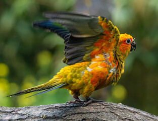 blue and yellow macaw ara © Plesca