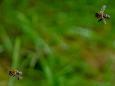 bee on green leaf