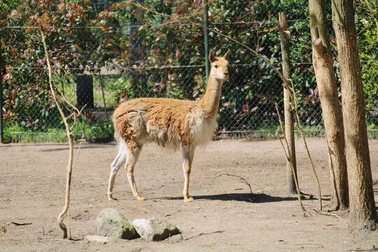 Vicuna standing alert in zoo enclosure with colorful trees
