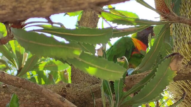 Sydney, Australia - Colourful parrot hidden in tree foliage perched among leaves in bright natural sunlight wildlife behaviour scene. The close‑up perspective highlights natural behaviour.