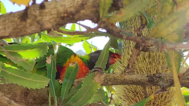 Sydney, Australia - Rainbow lorikeet feeding on banksia flower in bright natural sunlight close wildlife behaviour scene. This Sydney video captures a rainbow lorikeet perched among green foliage.