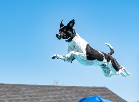 German short hair pointer with a tail in the air after jumping off a dock