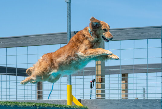 Golden retriever right as he is launching off a dock into a pool
