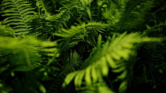 Ostrich fern (Matteuccia struthiopteris). The camera pans forward over the fern fronds, with a large depth of field. Low-growing forest and prehistoric vegetation. The green world.