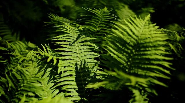 Ostrich fern (Matteuccia struthiopteris). The camera pans across the fern fronds, capturing a wide depth of field. 
A green world in the lower reaches of the wild forests.  Prehistoric  vegetat