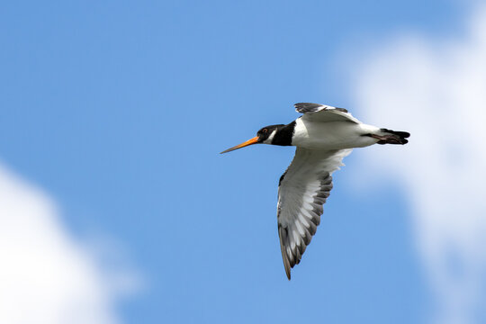 Eurasian Oystercatcher in Flight Against Blue Sky