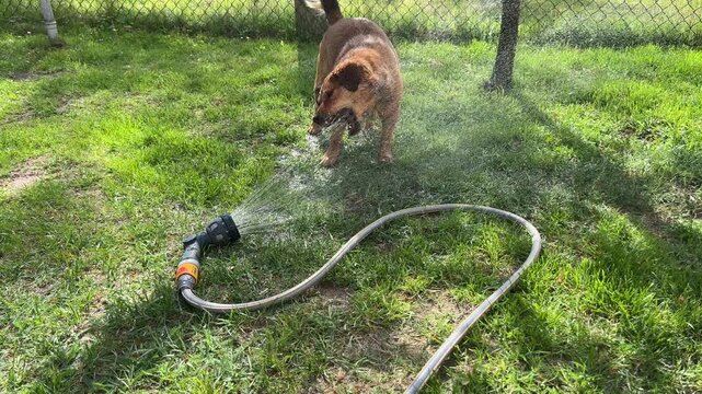 A small brown dog drinks water pouring from a garden hose lying on the grass, and takes a cooling shower at the same time.