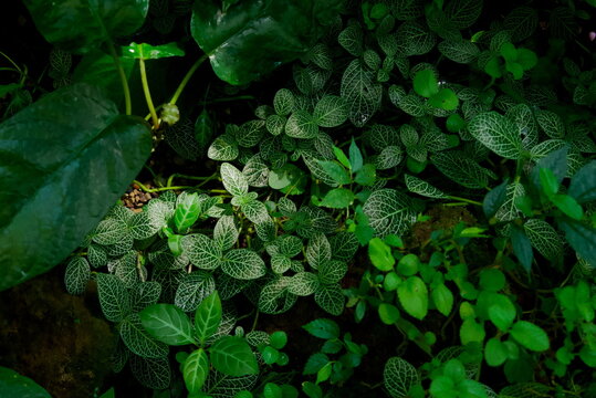 Top view close up of fittonia nerve plants with white veins for organic background texture