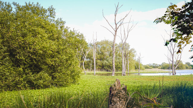 Tranquil Wetland Reflections, in Calm Spring Light,  Across Arcot Pond in Cramlington, Northumberland, May 2026