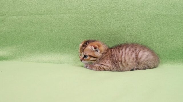 A tiny striped Scottish Fold kitten crouches quietly while looking around curiously on a bright green fabric background.