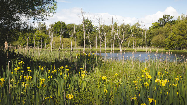 Tranquil Wetland Reflections, in Calm Spring Light,  Across Arcot Pond in Cramlington, Northumberland, May 2026