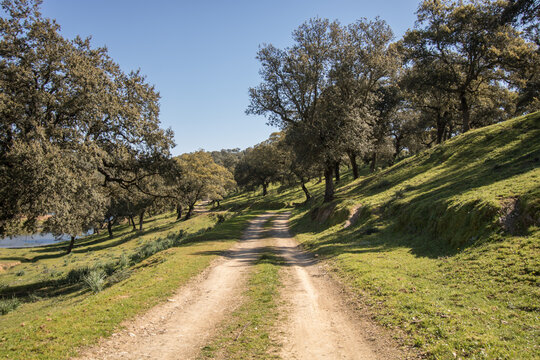 Dirt road through oak woodland landscape in Spanish dehesa countryside