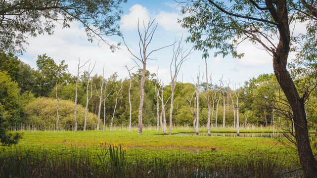 Tranquil Wetland Reflections, in Calm Spring Light,  Across Arcot Pond in Cramlington, Northumberland, May 2026