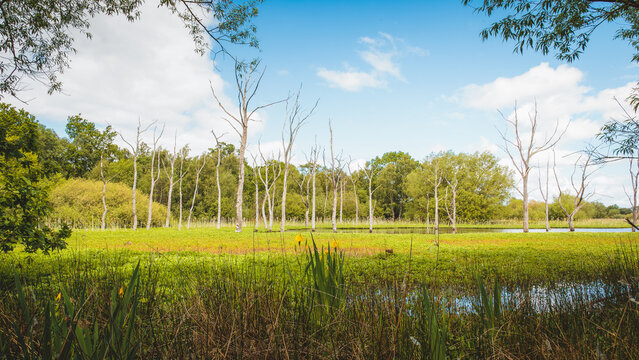 Tranquil Wetland Reflections, in Calm Spring Light,  Across Arcot Pond in Cramlington, Northumberland, May 2026