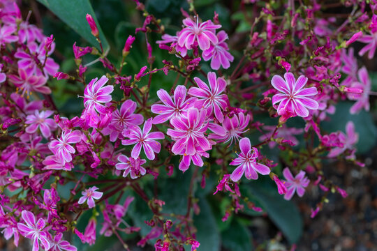 Lewisia flowers blooming in a lush garden during summer