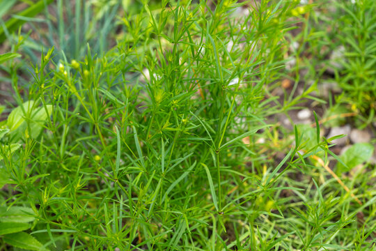 Lush green wood bedstraw plants growing in garden