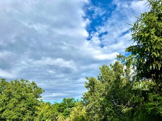Fototapeta premium Blue sky with white clouds and green tree tops, summer nature background