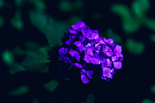 夜の花