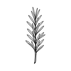 Obraz premium PNG Minimalist botanical line art