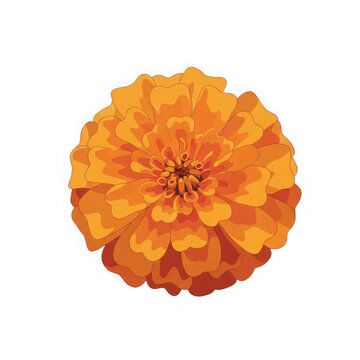 Bright orange marigold flower head isolated on transparent background.