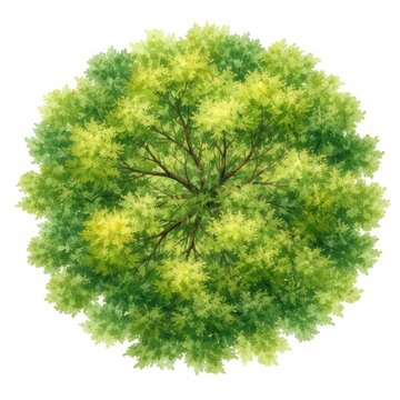 Lush watercolor tree top view.