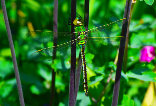 Green dragonfly macro portrait on stem, Anax imperator emperor dragonfly with transparent wings