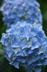 Fototapeta premium Close-up of blue hydrangea flowers with soft bokeh background. Artistic floral macro photography