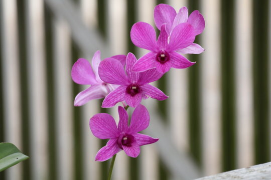 Beautiful purple orchid blooming in nature