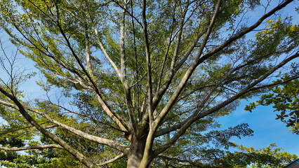 Fototapeta premium A wide view of a tree with expansive branches reaching towards the blue sky showcasing lush green leaves.