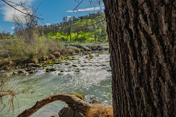 Fototapeta premium Flowing water of Putah Creek rapids near Winters