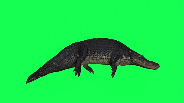 4k alligator Reptile idle in water side view animation isolated on Green Screen, 3D Crocodile (Crocodylus niloticus) rest in the river 60fps rendering on the chroma key, video for your rhymes, stories