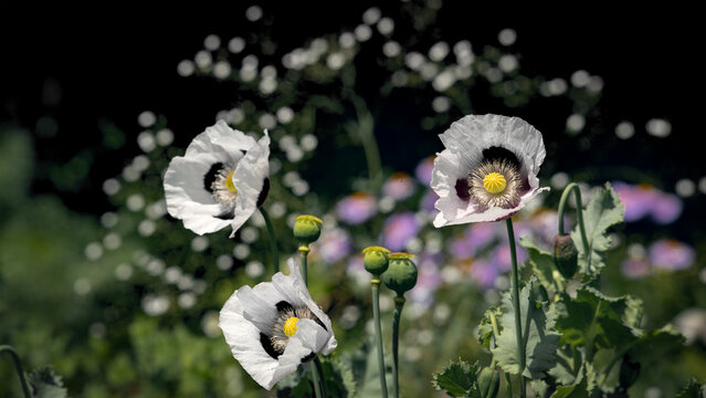 Opium poppies. Relict black and white poppies. A beautiful, delicate flower.White, rare poppy.Odorless flower.

