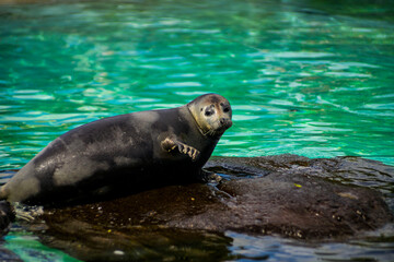 Obraz premium Harbor Seal Resting On Rock In Clear Turquoise Water