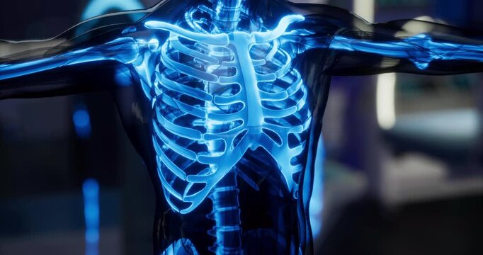 This representation showcases the human body skeleton, focusing on the thoracic region. The intricate bone structure is illuminated, emphasizing the ribs and spine for educational purposes.