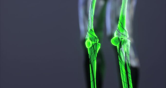 A vivid representation of human skeleton anatomy focuses on the knee joint, showcasing intricate details of the bones and surrounding structures in a striking green hue.