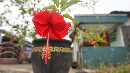 Vibrant Red Hibiscus Flower Blooming in a Decorative Pot. © Jajar